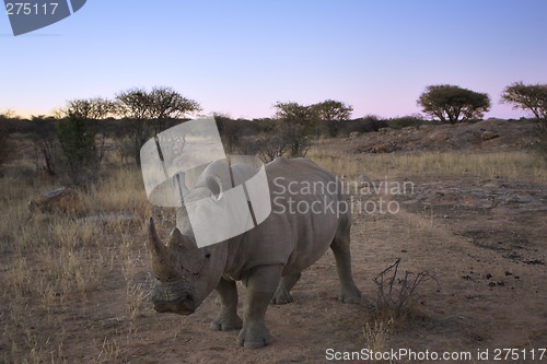 Image of White rhinoceros