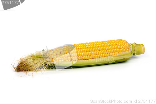 Image of Fresh uncooked corn on the cob