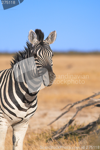 Image of Portrait of a zebra