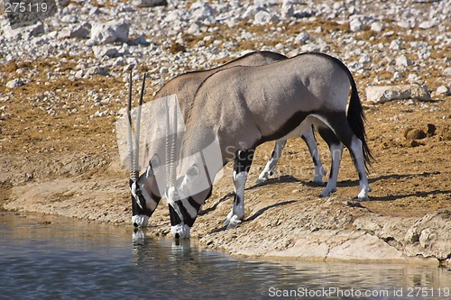Image of Pair of oryx drinking.