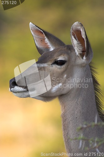 Image of Portrait of a kudu