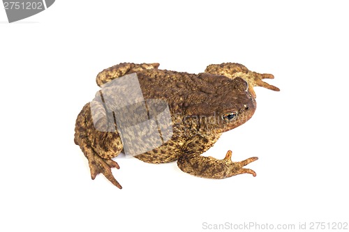 Image of Forest toad. Green frog