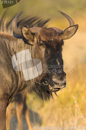 Image of Portrait of a gnu