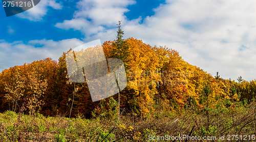 Image of Autumn forest panorama