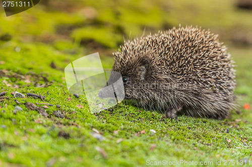 Image of Wild Hedgehog is looking for a food