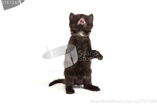 Image of Cute black kitten on  a white background