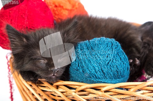 Image of Black kitten playing with a red ball of yarn on white background