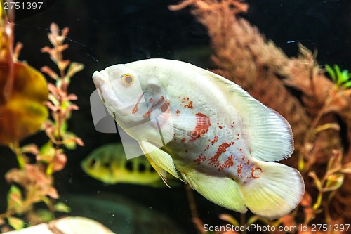 Image of Ttropical freshwater aquarium with fishes