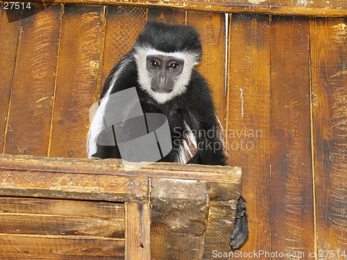 Image of Black-fnd-white colobus