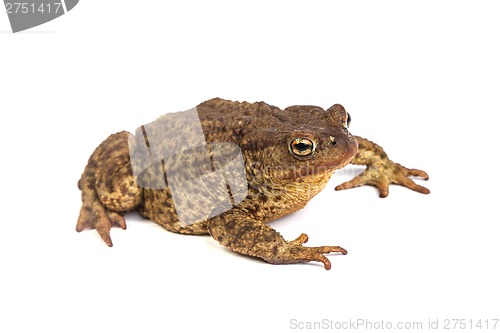 Image of Forest toad. Green frog