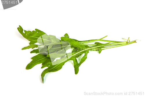 Image of Arugula/rucola  fresh heap leaf on white