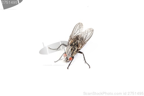 Image of Fly isolated on white. Macro shot of a housefly,