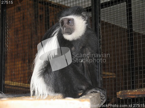 Image of Black-fnd-white colobus