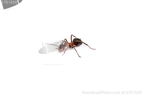 Image of Ant isolated on white background