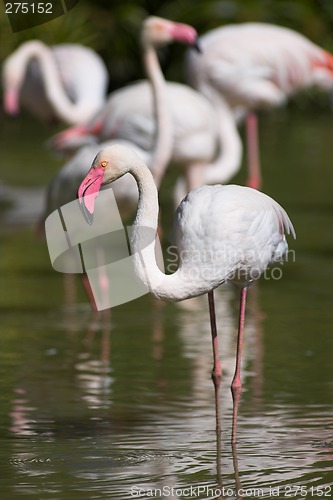 Image of Flamingos in a pond