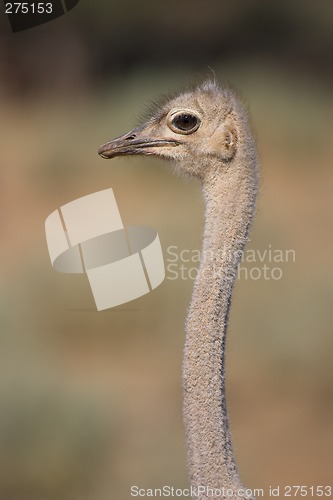 Image of Portrait of an ostrich