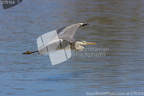 Image of Gray heron in flight