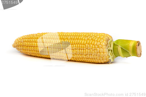 Image of Fresh uncooked corn on the cob