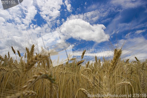 Image of Field against a blue sky