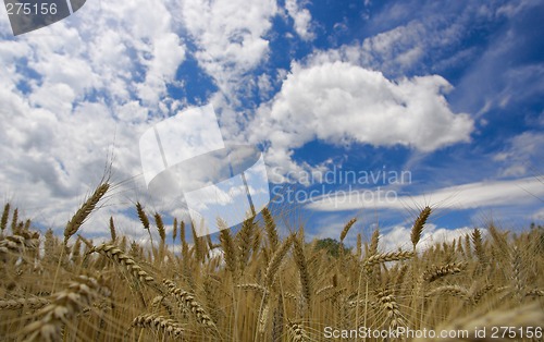 Image of Field against a blue sky