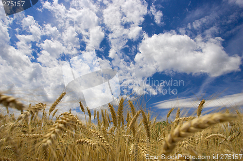 Image of Field against a blue sky