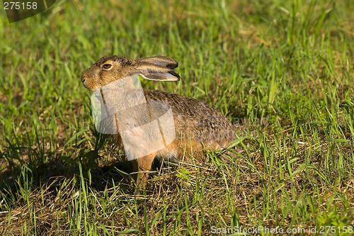 Image of Running hare