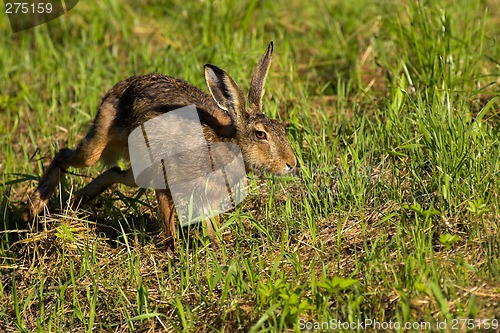 Image of Running hare