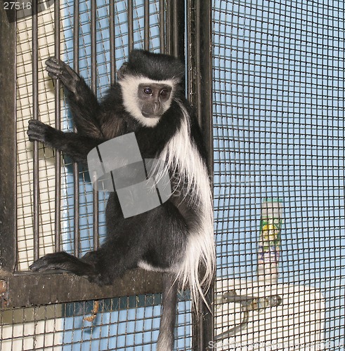 Image of Black-fnd-white colobus