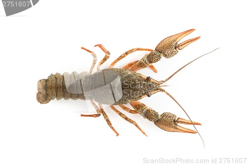 Image of River raw crayfish