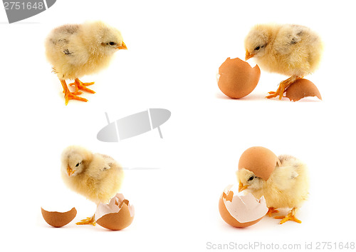 Image of The set of yellow small chicks with egg