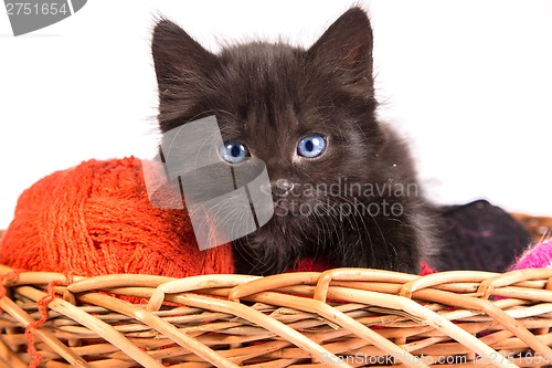 Image of Black kitten playing with a red ball of yarn on white background