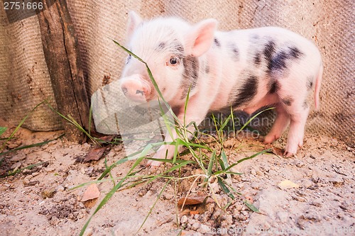 Image of Close-up of a cute muddy piglet running around outdoors on the f