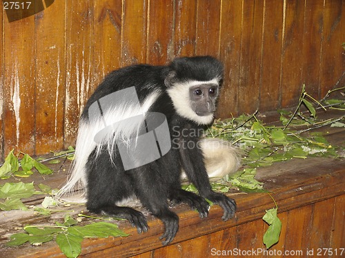 Image of Black-fnd-white colobus