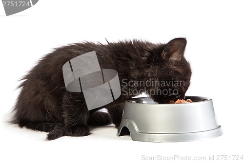 Image of Black kitten eating cat food on a white background