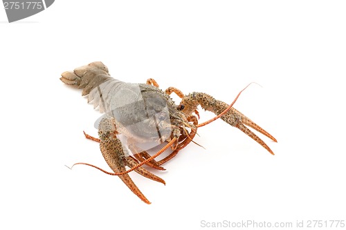 Image of River raw crayfish