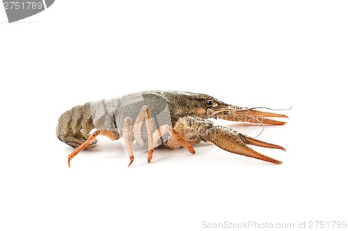 Image of River raw crayfish