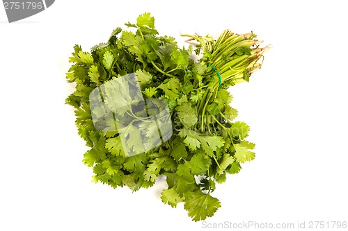 Image of Parsley tied in a bunch with twine isolated