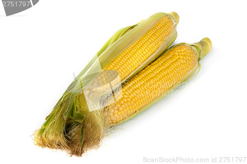 Image of Fresh uncooked corn on the cob