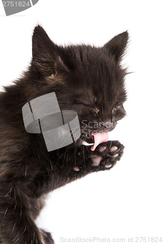 Image of Cute black kitten on  a white background