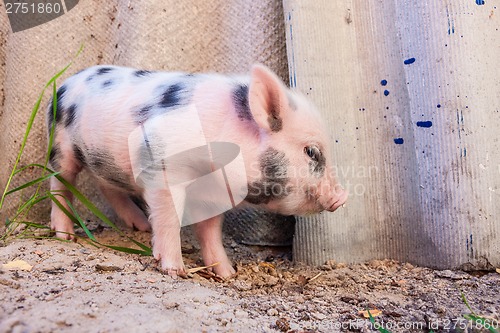 Image of Close-up of a cute muddy piglet running around outdoors on the f