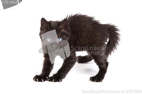 Image of Frightened black kitten standing on a white background