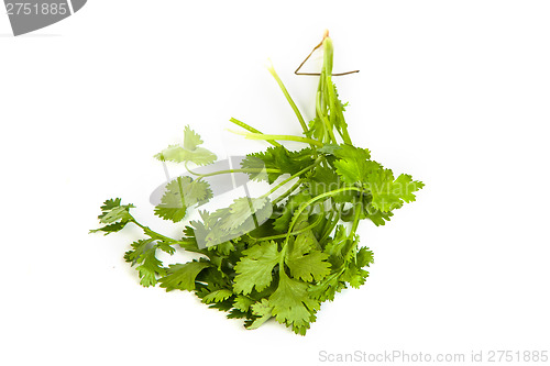 Image of Parsley tied in a bunch with twine isolated