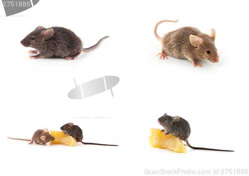 Image of Set of mice, Mouse and cheese on white