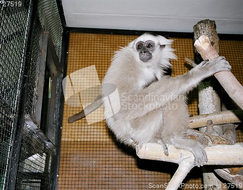 Image of Gray gibbon