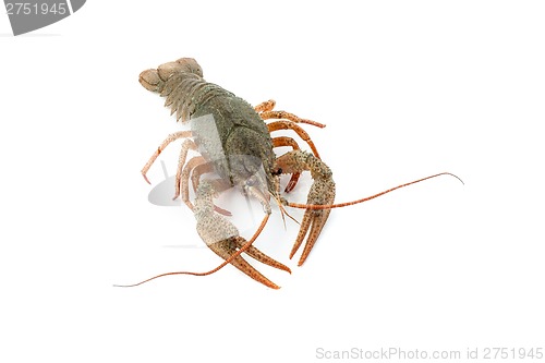 Image of River raw crayfish