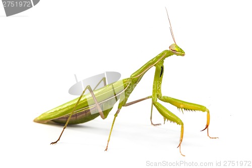 Image of Mantis isolated on a white background