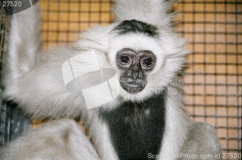 Image of Gray gibbon