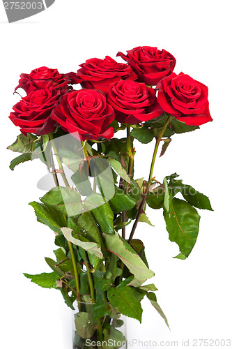 Image of Three fresh red roses over white background