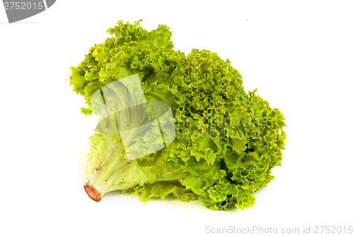 Image of Fresh Green Lettuce isolated on white