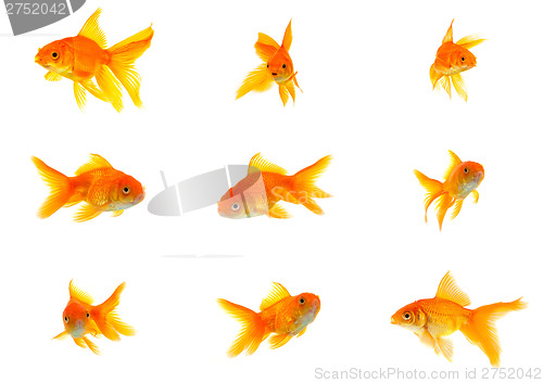 Image of Set of gold fishes